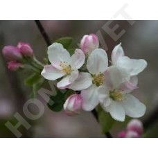 Crab Apple Bachblüten für Tiere